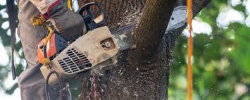 Best Tree Maintenance Programs  in Blue Point, NY