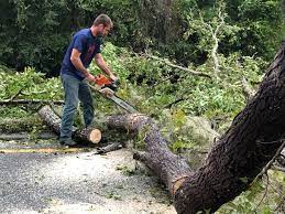  Blue Point, NY Tree Removal Pros