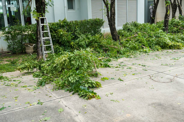 Best Leaf Removal  in Blue Point, NY