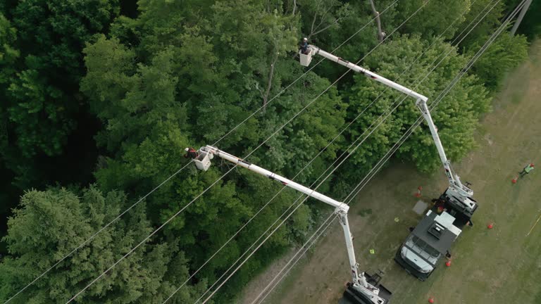 Best Tree Cabling and Bracing  in Blue Point, NY