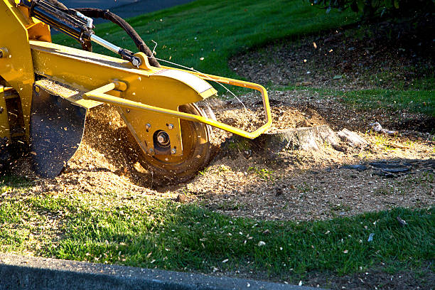 Best Commercial Tree Services  in Blue Point, NY